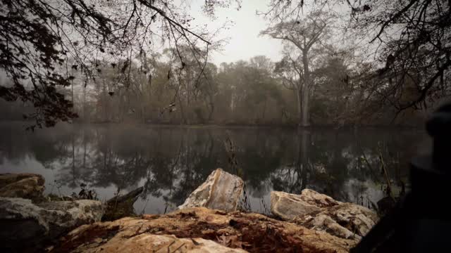 Cypress dome standing in shallow water