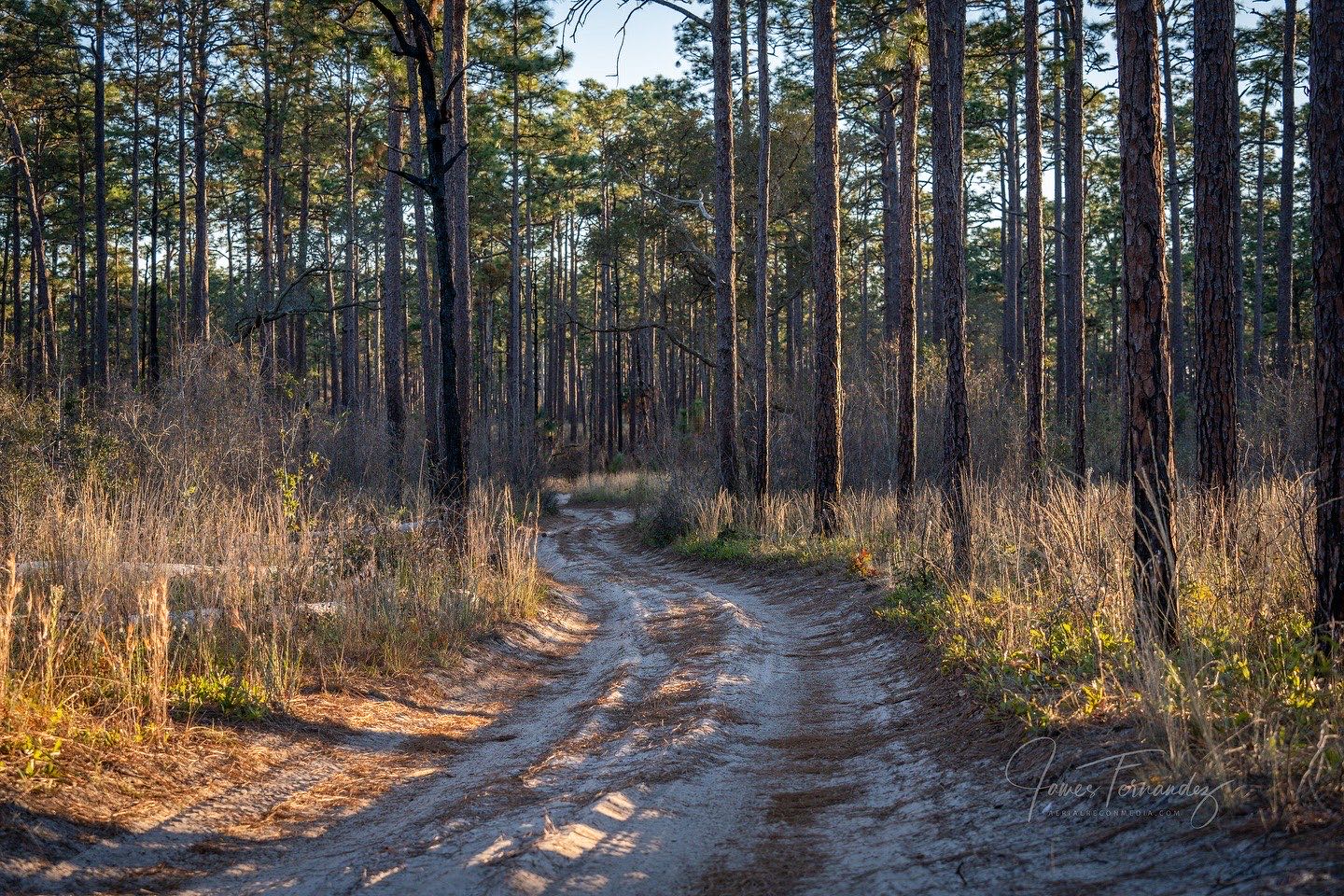 Picayune Strand State Forest