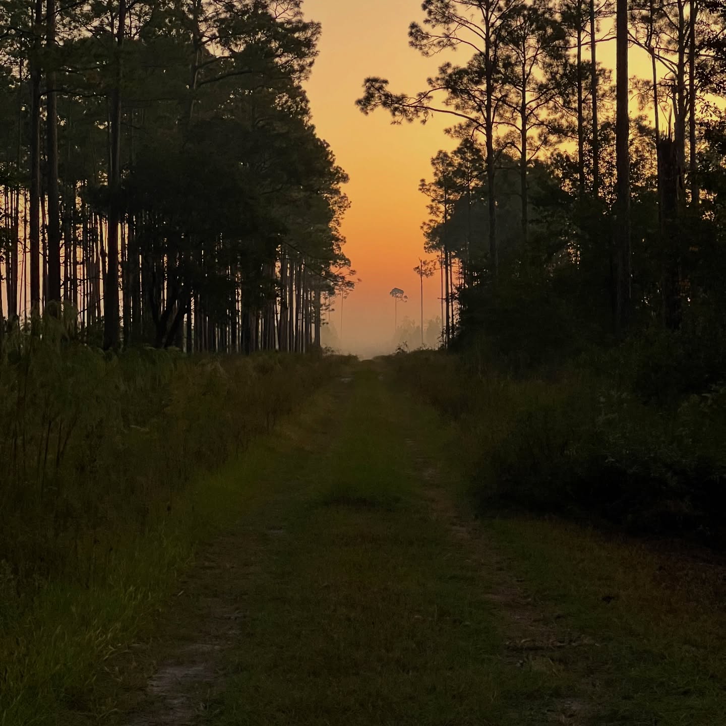 Sunset over a sand trail through Florida pine flatwoods